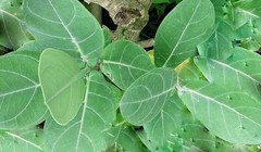 120g Calotropis Procera Leaf Powder – Sodom Apple Ceylon Dried Herbal Leaves