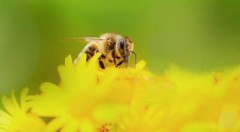 FLASH SALE!!! BEE POLLEN POWDER NON-GMO BULK-1,2,3,4,5 LBS.