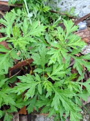 Daun Baru Cina (Artemisia vulgaris) Mugwort Dried
