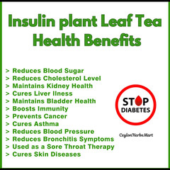 Insulin Plant Leaf Diabetic Herbal Tea Bags Organic Costus Igneus Leaves Powder
