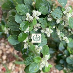 Aerva Lanata Polpala Dried Herbal Tea Organic Kidney Detox Drink Ceylon Remedy