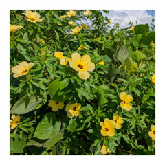 Damiana Tincture | Turnera Diffusa | Organic Damiana Leaf