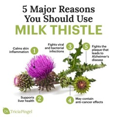 Milk Thistle Tincture Organic & Strong Detox & Heals Liver, Jaundice, Cirrhosis