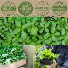 NETTLE SEED TEA for Sale – Natural Diuretic Support & Kidney Health Benefits Buy