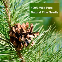 Organic Eastern White Pine Needle Tea Bags Fresh Bag Improve Sleeping