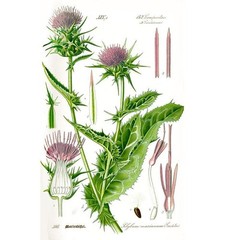 Milk Thistle Seed Extract Liquid Drops – Liver Detox Support – USA made
