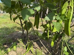 10 Sword Seeds, 刀豆种子，fresh 2025
