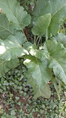 Burdock Seeds(Arctium lappa), qty 200 $9.95 $3.95 Shipp Wild Crafted In US ,