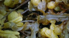 WHOLESALE!! BLADDERWRACK ATLANTIC SEAWEED DRIED CUT/SIFTED NON-GMO-1-5 LBS