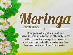 2 Boxes TE de MORINGA / MORINGA TEA 50 bags 2 grs ea Antioxidants Free Shipping