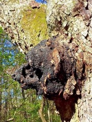 Triple Blast: Chaga, Reishi, Turkey Tail Mushroom Chopped Blend 4 oz