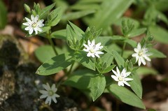 WHOLESALE!! WILD CHICKWEED CUT/SIFTED DRIED HERB NON-GMO BULK TEA-1,2,3,4,5 LBS