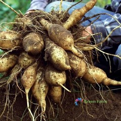 100 Seeds Smallanthus Sonchifolius Yacon Peruvian Ground Apple Crisp Sweet Root