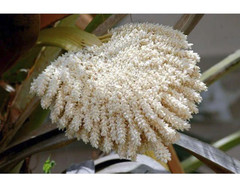 Date Palm Pollen Powder 350g– Pure Natural | Traditional Vitality Wellness | طلع