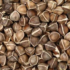 Moringa, Organic moringa Oleifera,Premium moringa seeds, semillas de moringa