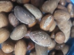 Organic African Bitter Kola (Garcinia Kola) 24 Pics — USA SELLER