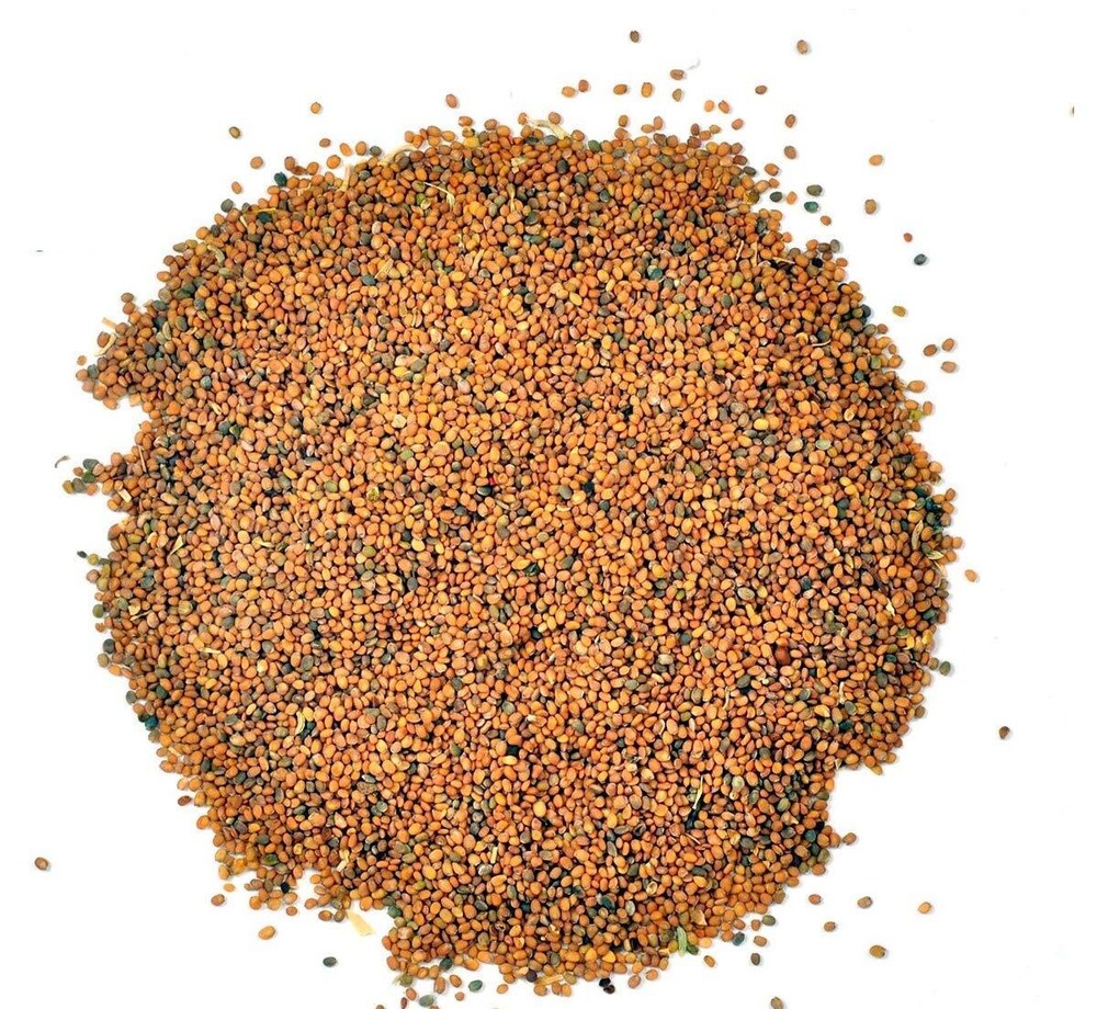 Taramira Beej Arugula Seed Taramira Seeds Brassica eruca Tara Mira Seeds