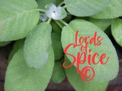 Herbal White Sage Tea – Classic Sage Herb Free Shipping – USA Grown