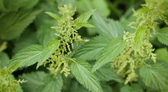 WholeSALE!! ORGANIC Stinging Nettle Leaf PREMIUM Powder-4 oz, 1 lb.