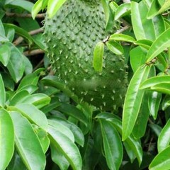 Organic SOURSOP GRAVIOLA LEAF | Annona muricata |Hojas de Guanabana| 1oz/2oz/4oz