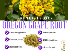 Oregon Grape Tincture: Cleans Fatty Liver & Dirty Blood, Skin Issues-Acne &Spots