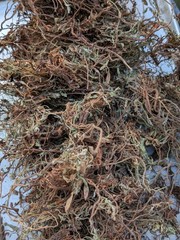 Dried Organically Grown Sheep Sorrel Whole Plants Uncut Essiac Free Shipping