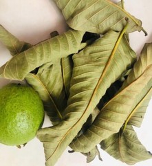 100% Organic Dried Guava Leaves Powder For Herbal Tea, Hojas De Guayaba