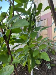 8CT Dao Dou Sword Jackbean Seed, Red Semen Canavaliae Seed. 8粒刀豆种子，2023年产新种子