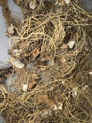Wild Yam Root 2 oz Dioscorea villosa Fibrous Roots Left On Volume Pricing