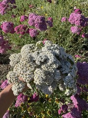 Dried Yarrow