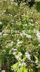 Mexican Dream Herb Calea Zacatechichi Lucid Dream Herbal Plant Seeds