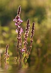 Pure Herbs: Blue Vervain – 1 oz.