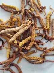 Natural ginseng from Egypt