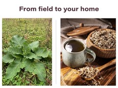 Burdock Root Tea – Dried Cut & Sifted Arctium Lappa Loose Herbal Tea