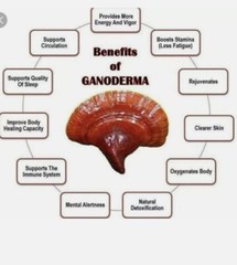 Gano Excel Ganoderma Lucidum(Lingzhi) + Excellium(Mycellium) x 3 sets