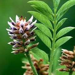 Licorice Root Extract Liquid Drops Drink Mix Adrenal Digestive Respiratory D USA