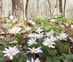 Bloodroot – Whole Dried Root, 2026 Wild Roots – 1 Oz. (Sanguinaria canadensis)