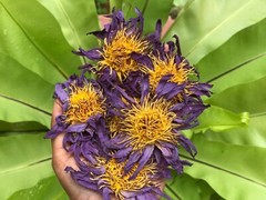 Blue Lotus NYMPHAEA CAERULEA 100% Organic Hand Picked Pure Flowers Herbal Tea