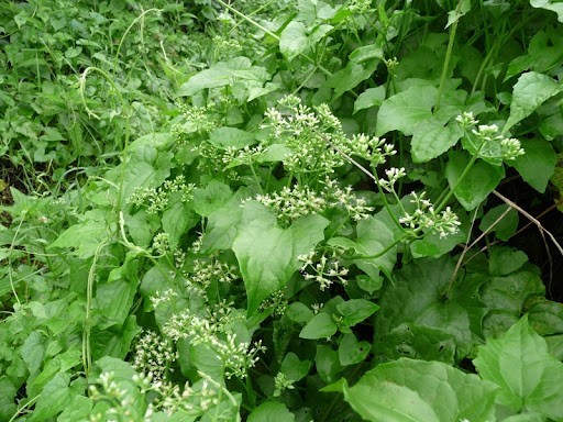 Mexican Dream Herb Dried Calea Zacatechichi Lucid Schmerbals Herbal ceylon
