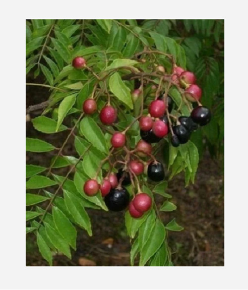 20 unit CreativeFarmer OCurry leaves Plant Seed Kari Patta Seed ORGANIC