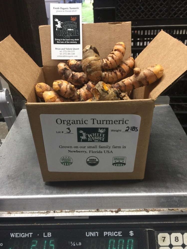 1-15lbs fresh turmeric root