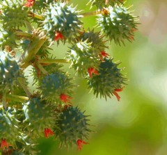 POKE ROOT SALVE HERBAL SUPPLEMENTS-LYMPHATIC SUPPORT