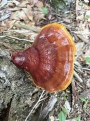 Ganoderma Tsugae, Sliced, Dried, 4 OZ
