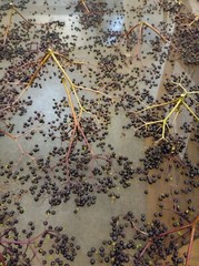 Elderberry Whole Wildcrafted 2 OZ Natural