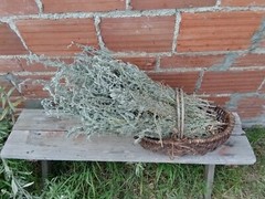 Dried bundles of Mugwort