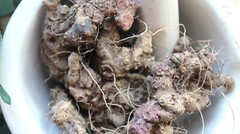 Stone Root – Whole Dried Root, Appalachian Mountains Wild Harvest