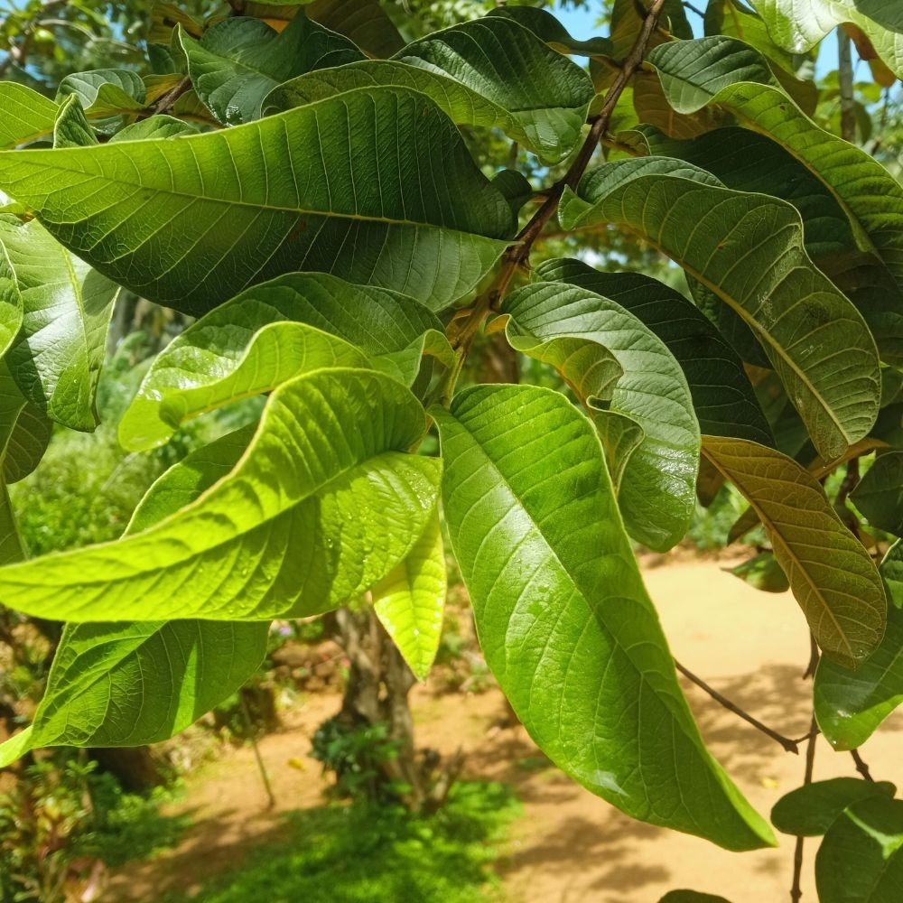 100% Organic Natural Dried Guava Leaves (125 leaves) Tea Hojas de Guayaba