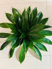 Insulin Plant Leaves (Costus igneus) – Fresh Herbal Leaves – Natural Ayurvedic