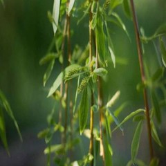WHITE WILLOW BARK With Absolutely No Additives High Potency 100 Veg Capsules