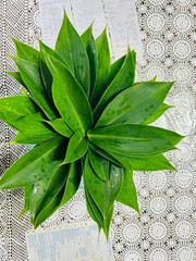 Insulin Plant Leaves (Costus igneus) – Fresh Herbal Leaves – Natural Ayurvedic